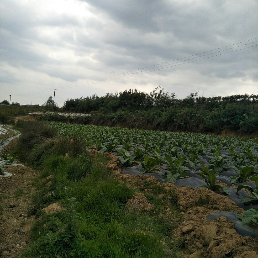 柏加镇天气预报更新通知